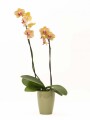 ORQUIDEA CON PORTA MACETA VERDE