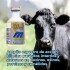 IVERMIC MICROSULES FRASCO 20 ML