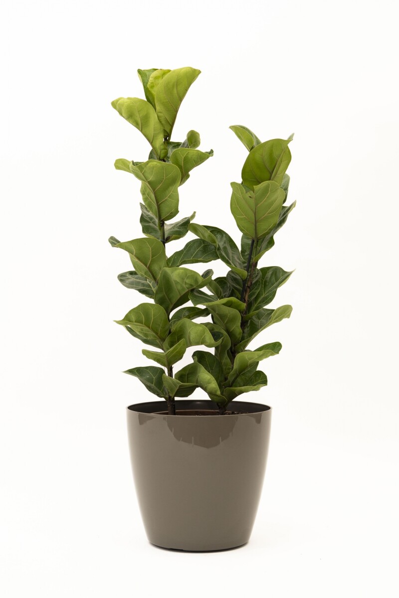 FICUS LYRATA 2 RAMAS CON PORTAMACETA PLASTICO - TAUPE BRILLO 