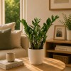 ZAMIOCULCA CON PORTAMACETA PLASTICA BLANCO BRILLO