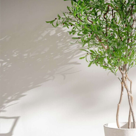Planta/Olivo 1.70 M Planta/Olivo 1.70 M