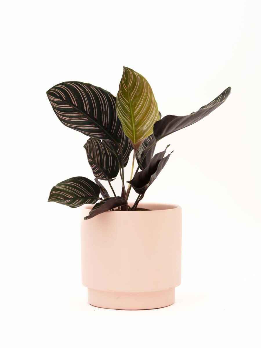 CALATHEA CON MACETA CERAMICA ROSA