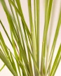 Paspalum Haumanii M - H: 90cm