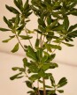 Pittosporum Tobira M - H: 80cm