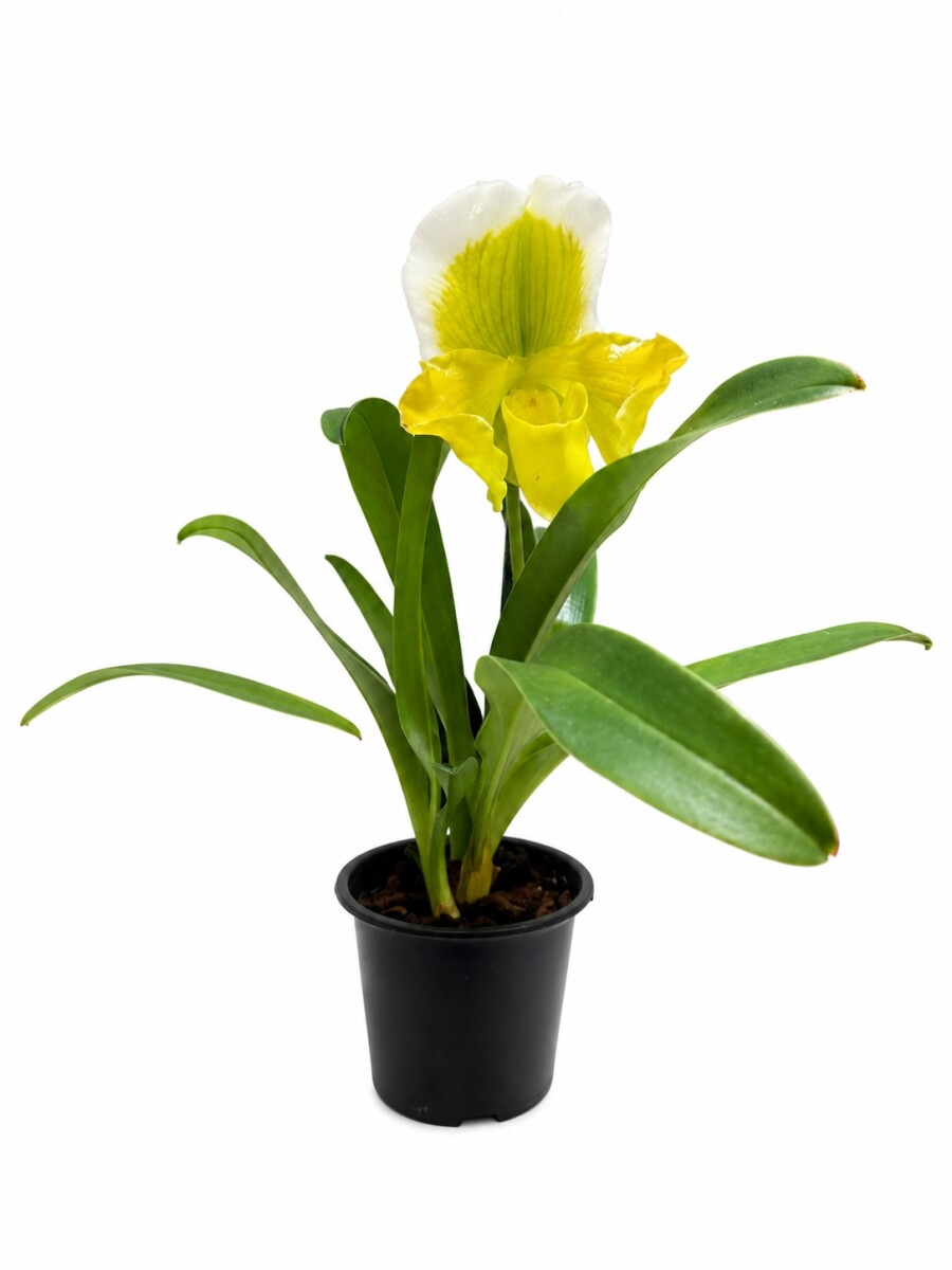ORQUÍDEA PAPHIOPEDILUM AMARILLOS