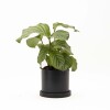 CALATHEA CON MACETA CERAMICA CON PLATO NEGRA