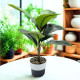 Planta Tropical Artificial Planta Tropical Artificial