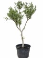 OLIVO XXL ARBOL OLIVO XXL ARBOL