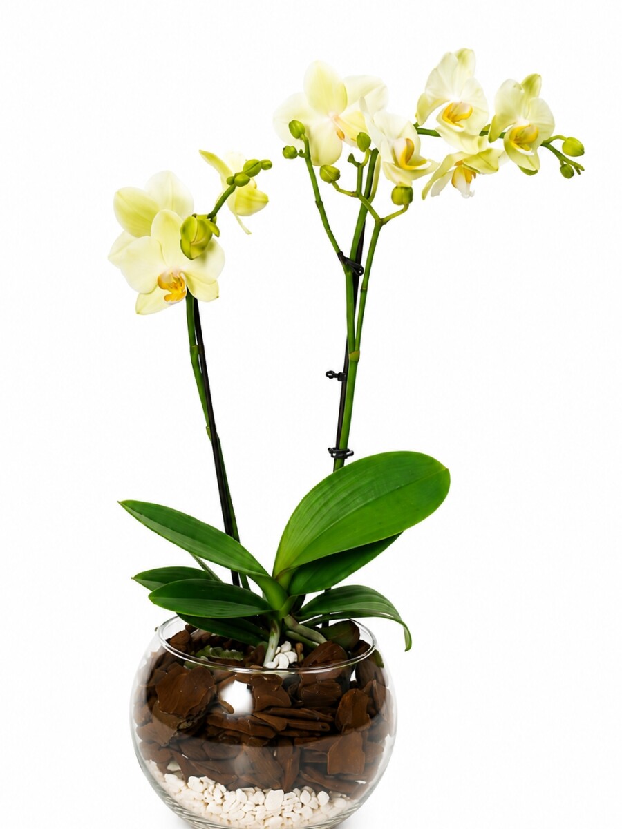 ORQUIDEA MINI EN BOWL ORQUIDEA MINI EN BOWL