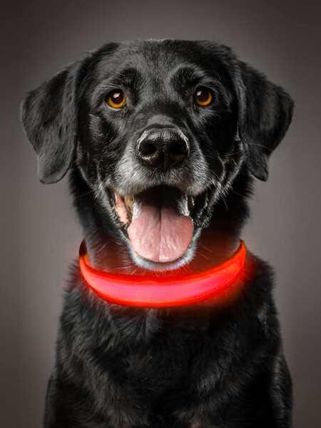 COLLAR CON LUZ LED ROJO