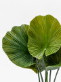 Planta Alocasia Gageana Color Unico