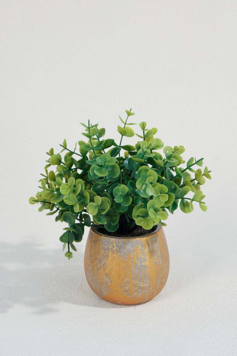 Planta Eucalipto 25cm - Color Unico 