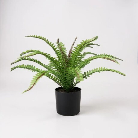 Maceta Planta Con Helecho Maceta Planta Con Helecho