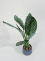 Planta Aglaonema 40cm Color Unico