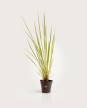 Paspalum Haumanii M - H: 90cm
