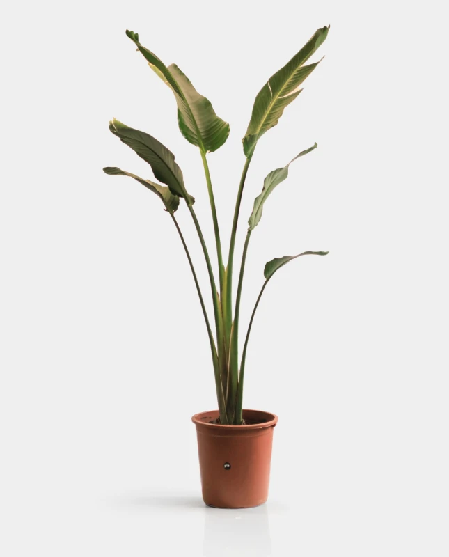 Strelitzia Nicolai XXL
