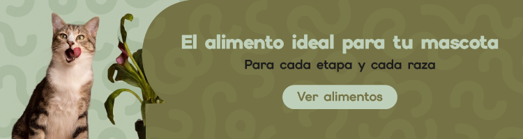 Alimento