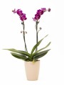 ORQUÍDEA MINI CON PORTA MACETA PORTA MACETA ROSA