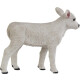 Ternero Pardo Suizo 161729 - Safari - Ternero Pardo Suizo 161729 - Safari -