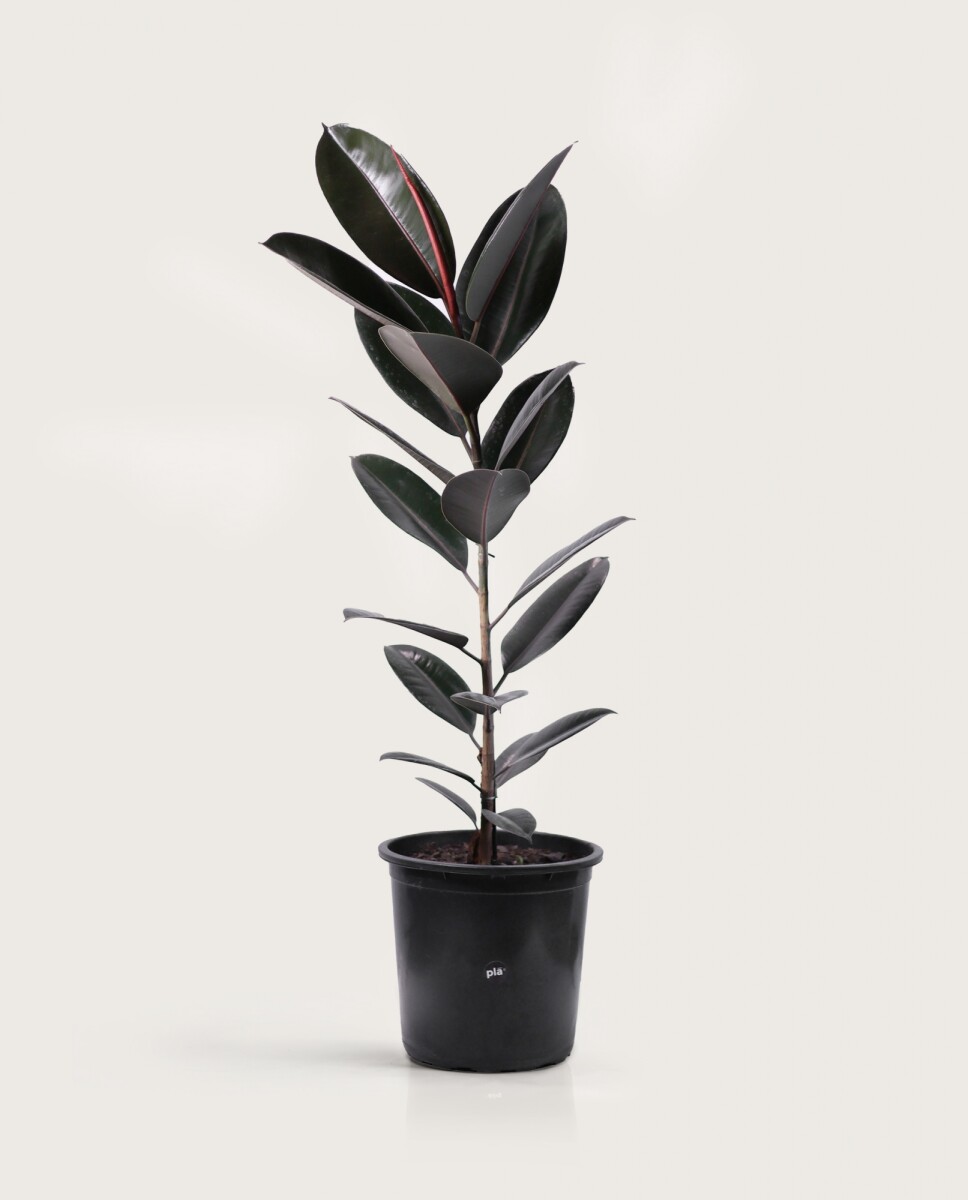 Ficus Elástica XL - Negro - H: 1m 