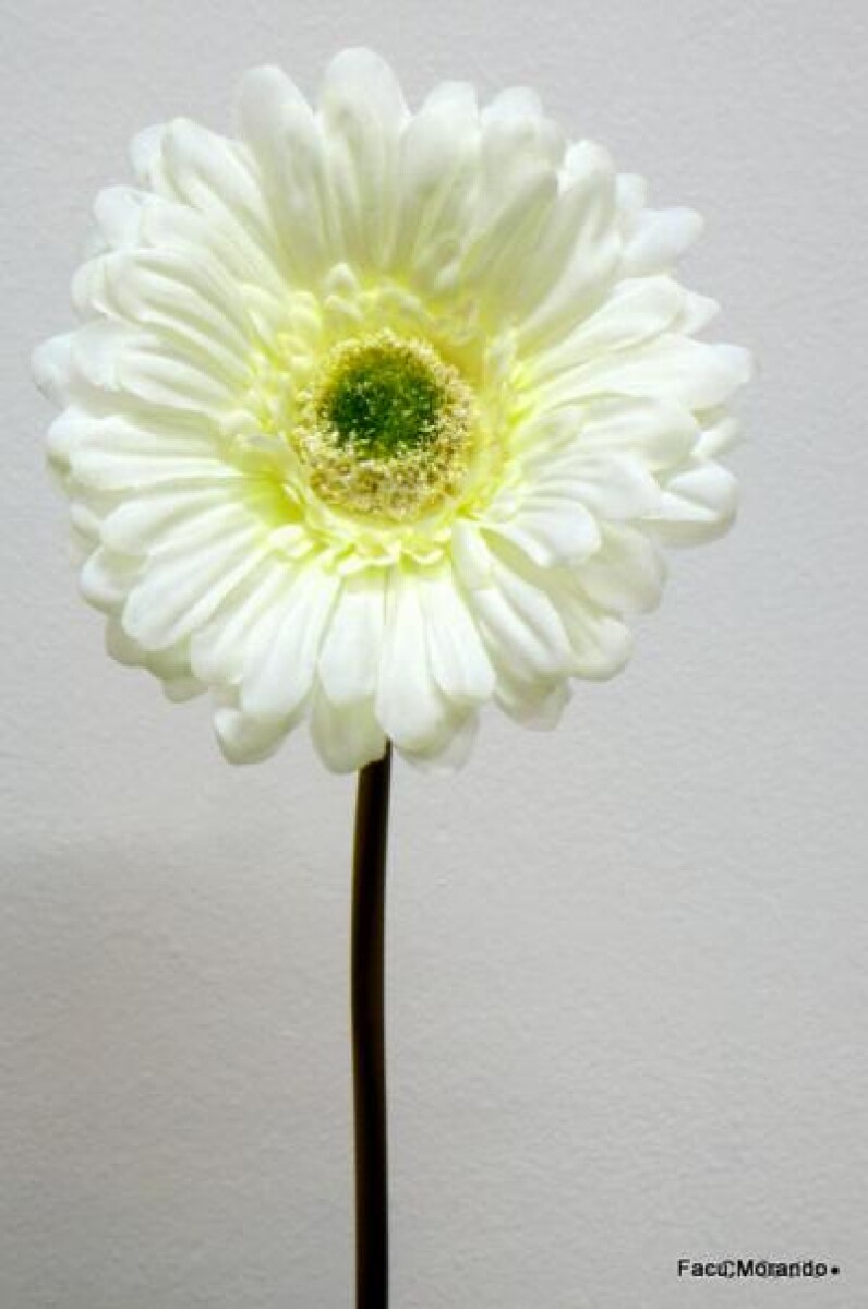 GERBERA DAISY T/CORTO 23 CM. WHITE 