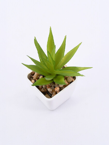 SUCULENTA VERDE