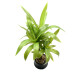 Planta Artificial 40cm Planta Artificial 40cm