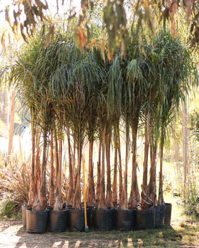 Palmera Pindo XL H: 2.5m / 3m