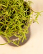 Cubresuelo - Granito de arroz - H:15cm Cubresuelo - Granito de arroz - H:15cm