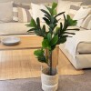 Ficus Lira - 110 cm Ficus Lira - 110 cm