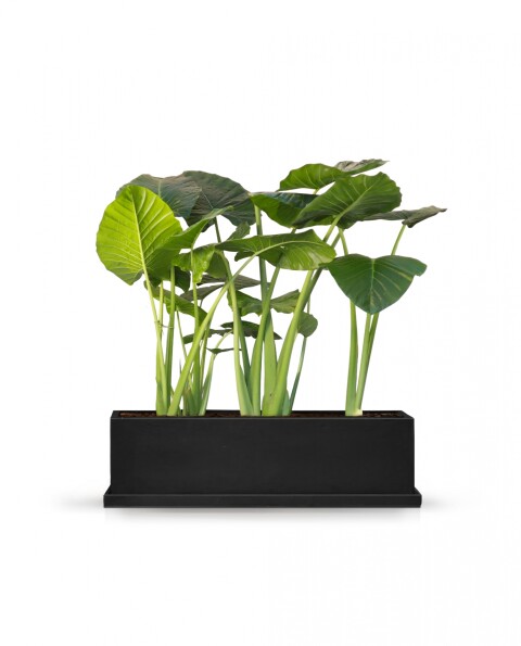 KIT OFFICE - Jardinera + plato + Alocasias + Sustratos - Modelo: 1m x 30cm KIT OFFICE - Jardinera + plato + Alocasias + Sustratos - Modelo: 1m x 30cm