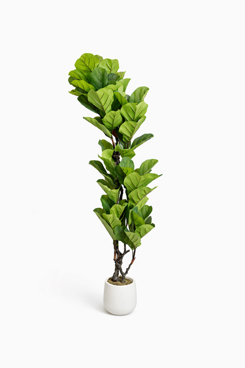 Planta Ficus - Color Unico 