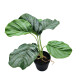 Planta Calathea Con Maceta Planta Calathea Con Maceta