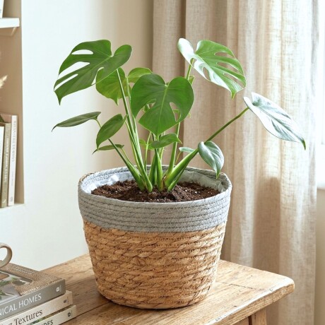 Set de 2 macetas Seagrass Gris