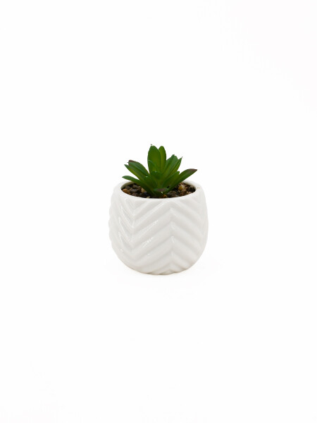 SUCULENTA QUEEN BLANCO