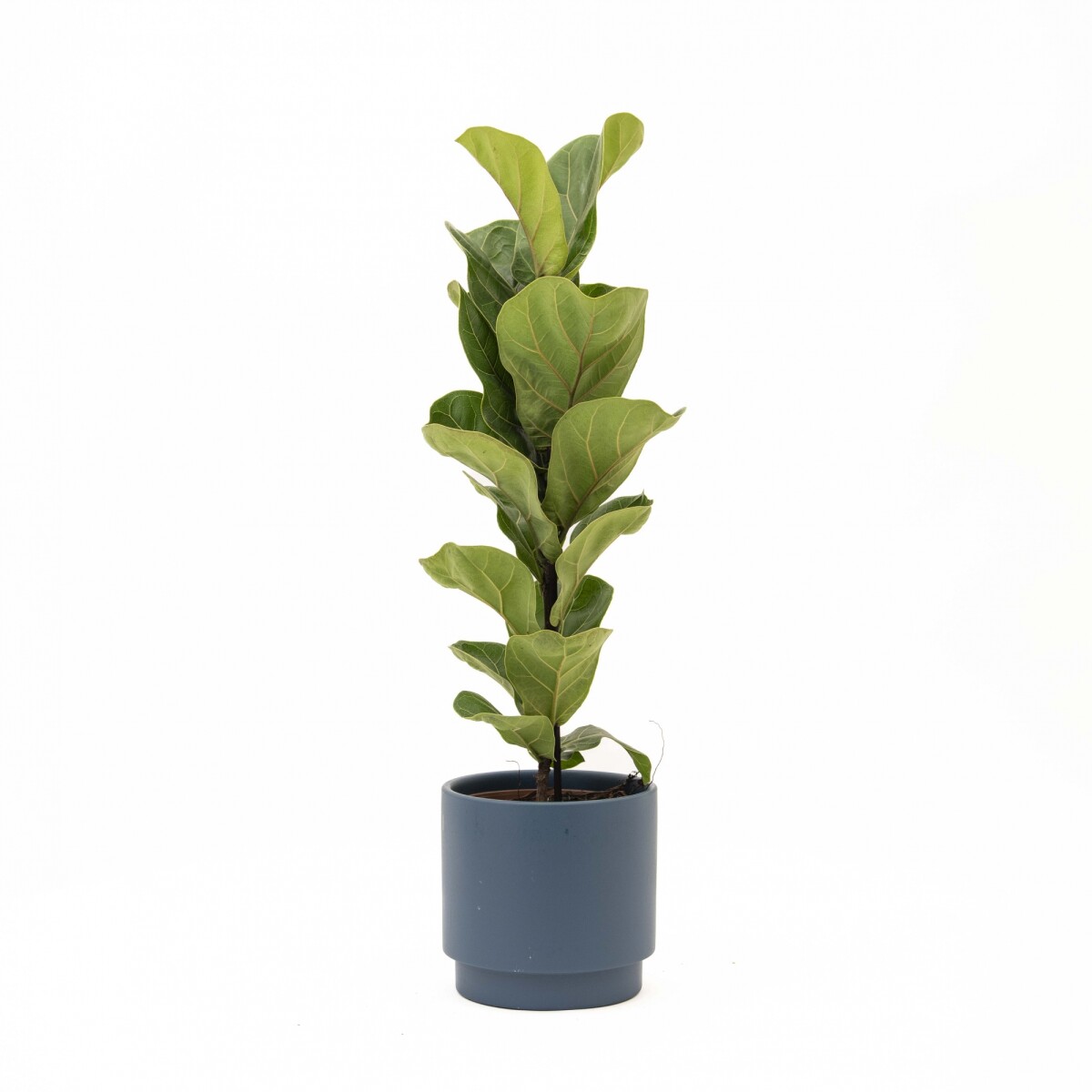 FICUS LYRATA BABY - CON MACETA CERAMICA AZUL 