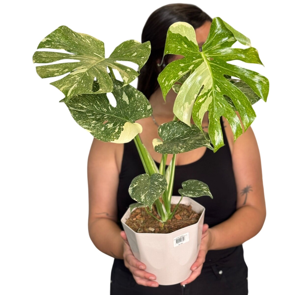 MONSTERA THAI CONSTELLATION 