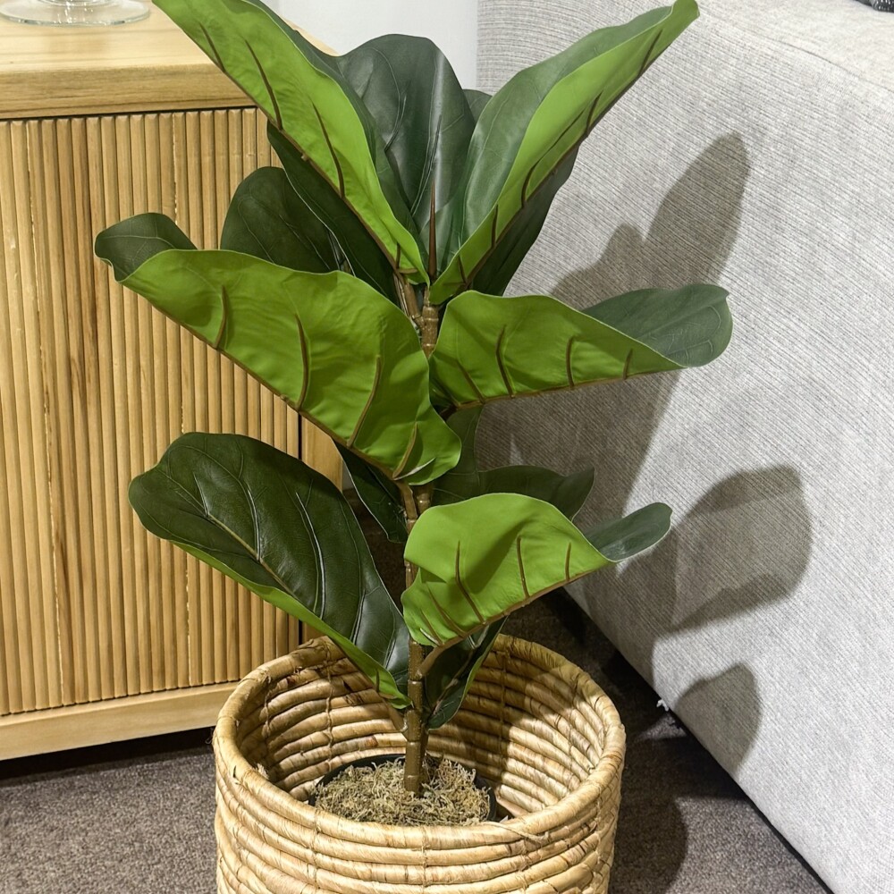 Planta Higuera Planta Higuera