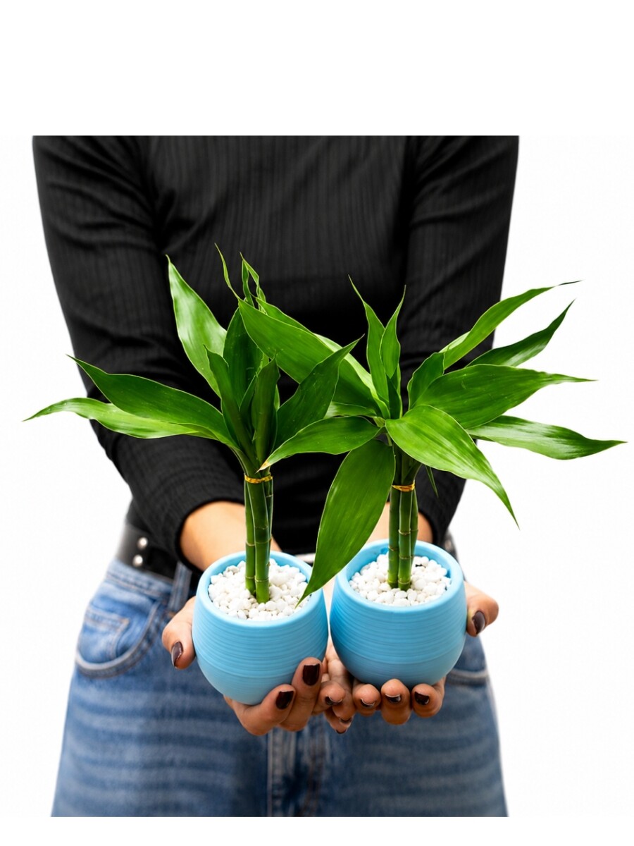LUCKY BAMBOO LUCKY BAMBOO