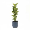 FICUS LYRATA BABY CON MACETA CERAMICA AZUL