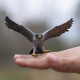 Safari 100094 Figura Halcón Peregrino Safari 100094 Figura Halcón Peregrino
