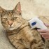 Cepillo Eléctrico Mascotas Mata Pulgas Gatos Perros Pilas Cepillo Eléctrico Mascotas Mata Pulgas Gatos Perros Pilas