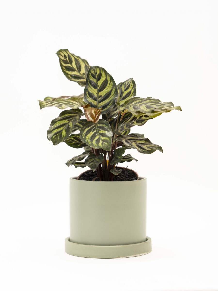 CALATHEA CON MACETA CERAMICA CON PLATO VERDE AGUA