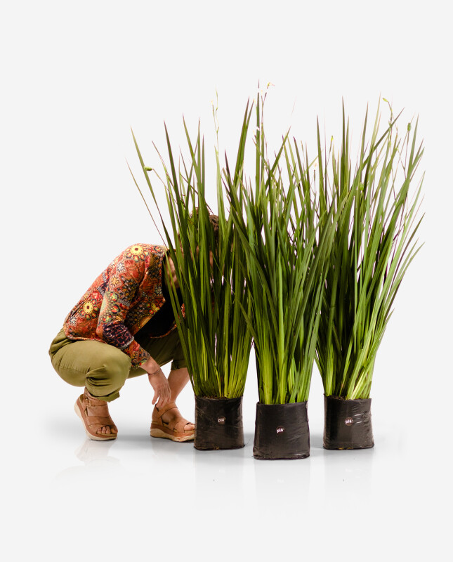 Dietes XL - H: 1m / Excelente follaje - Flor Blanca