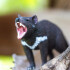 Demonio De Tasmania Safari Figura Muñeco Animal Real Niño Demonio De Tasmania Safari Figura Muñeco Animal Real Niño