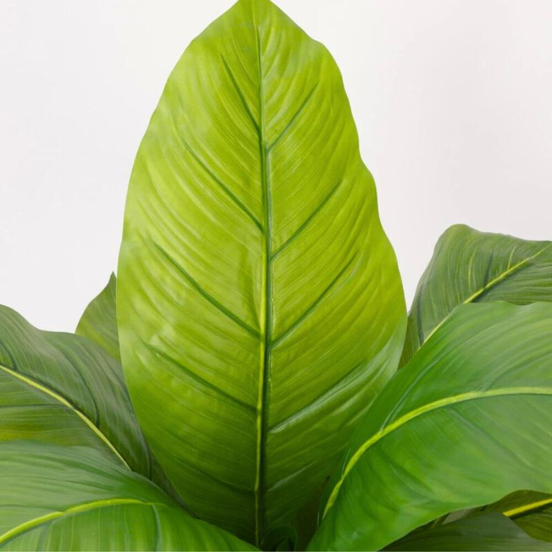 Planta Amoena Reina 1.6 Mtr Planta Amoena Reina 1.6 Mtr