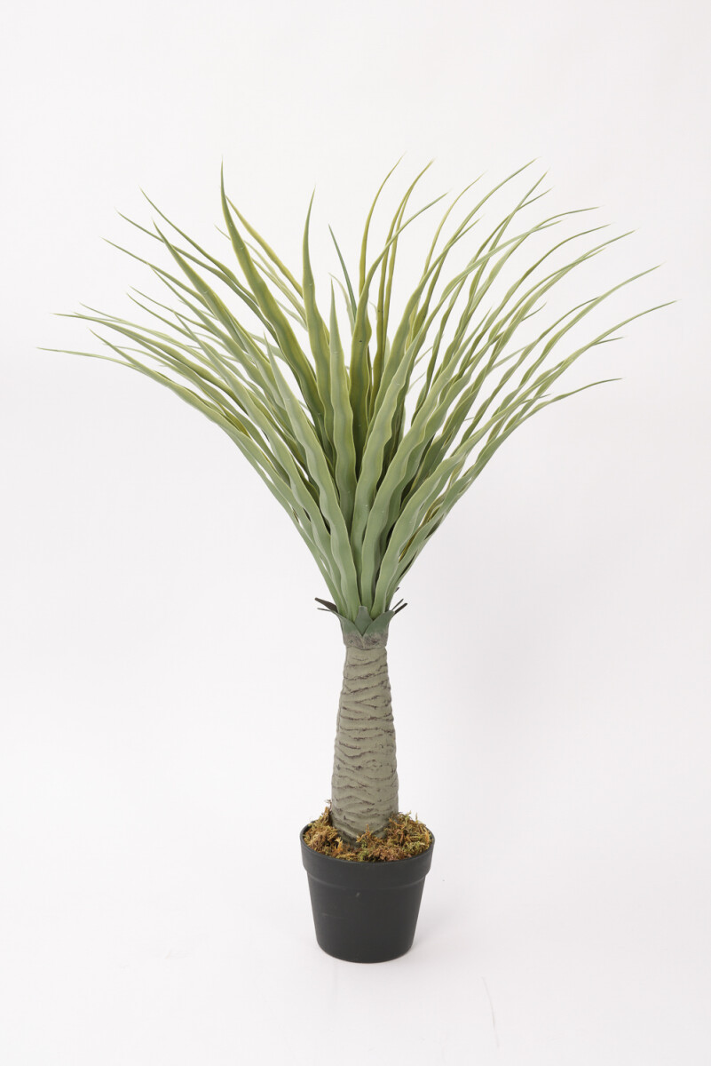 Planta Dracaena De Dragón 80cm - Color Unico 