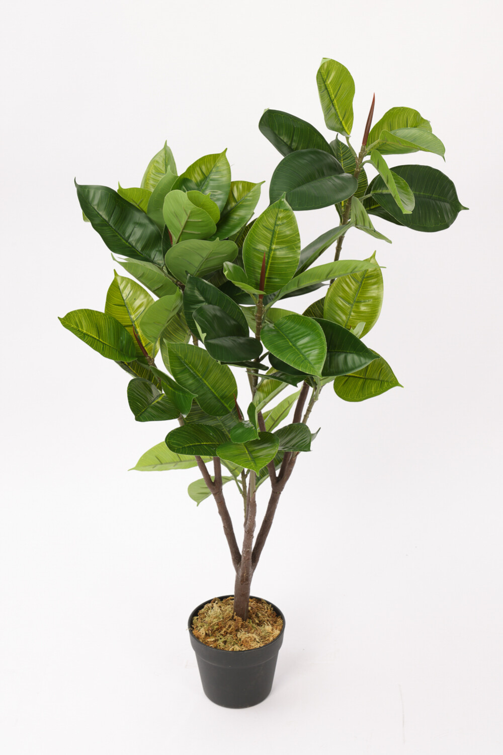 Planta Ficus Lyrata 95cm Color Unico