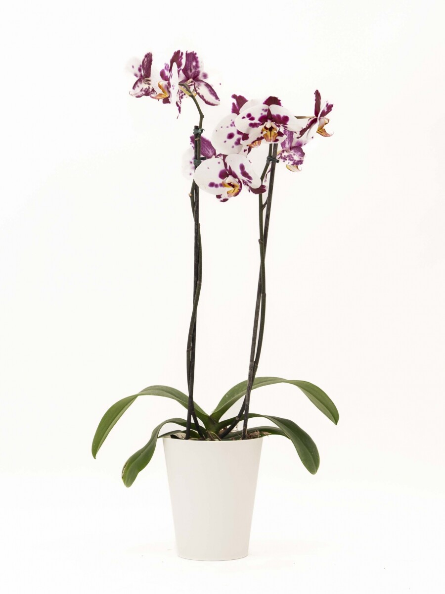 ORQUIDEA CON PORTA MACETA BLANCO