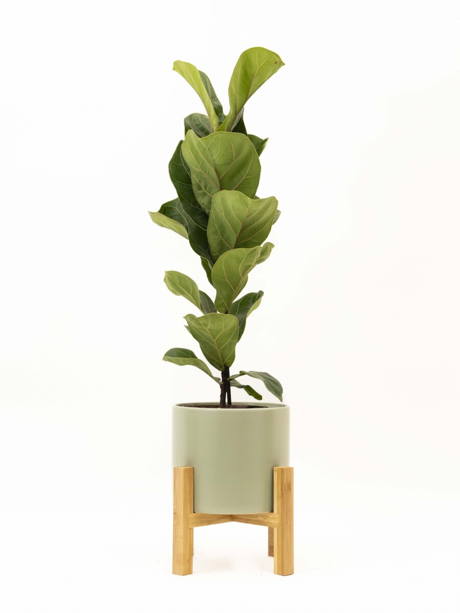 FICUS LYRATA BABY CON MACETA CERAMICA VERDE CON SOPORTE